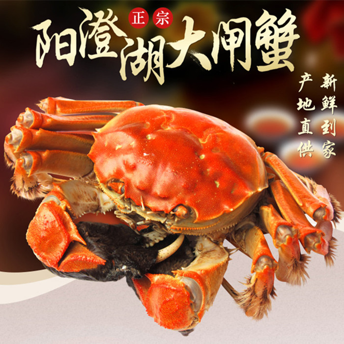 阳澄湖大闸蟹(图2)