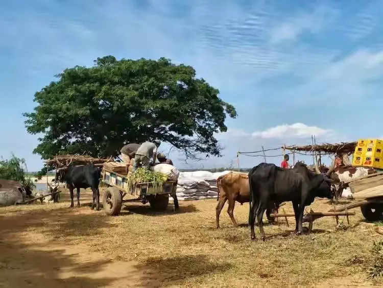 贝马拉哈石林(图5)