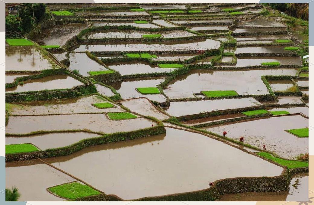巴拿威梯田(图3) 巴拿威梯田(图3)