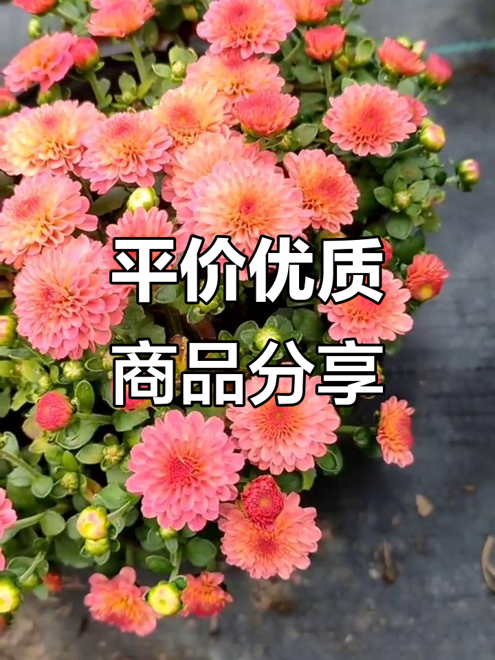 平价好物(图6) 平价好物(图6)