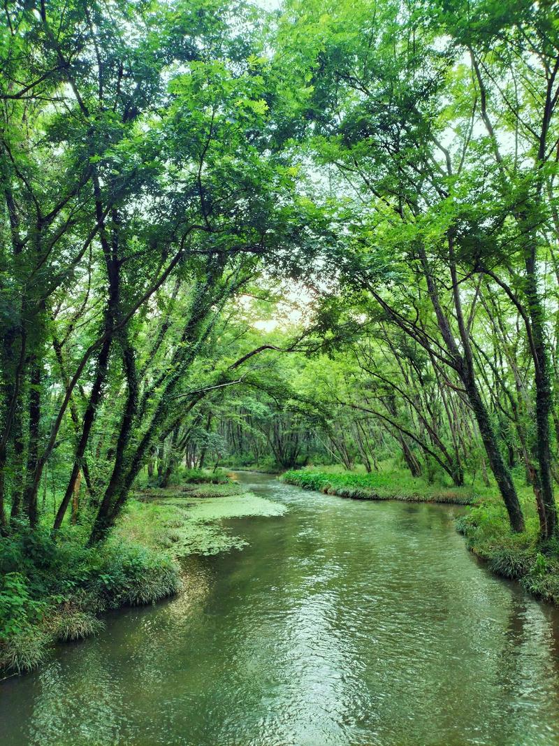 森林氧吧(图4)