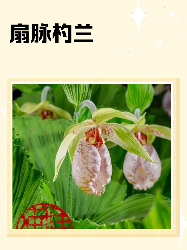 扇脉杓兰