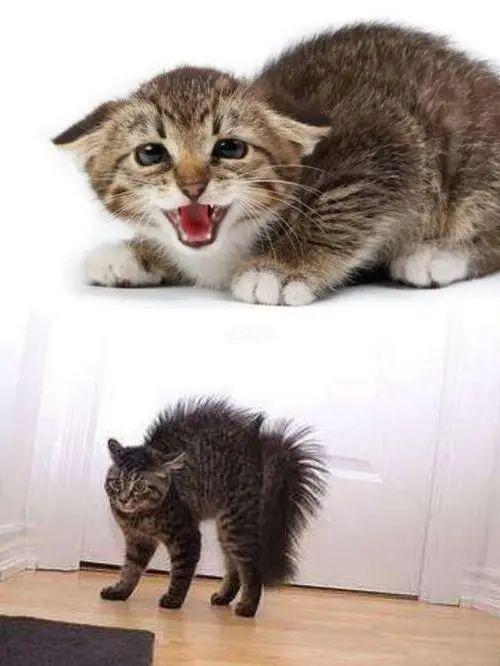 猫应激反应