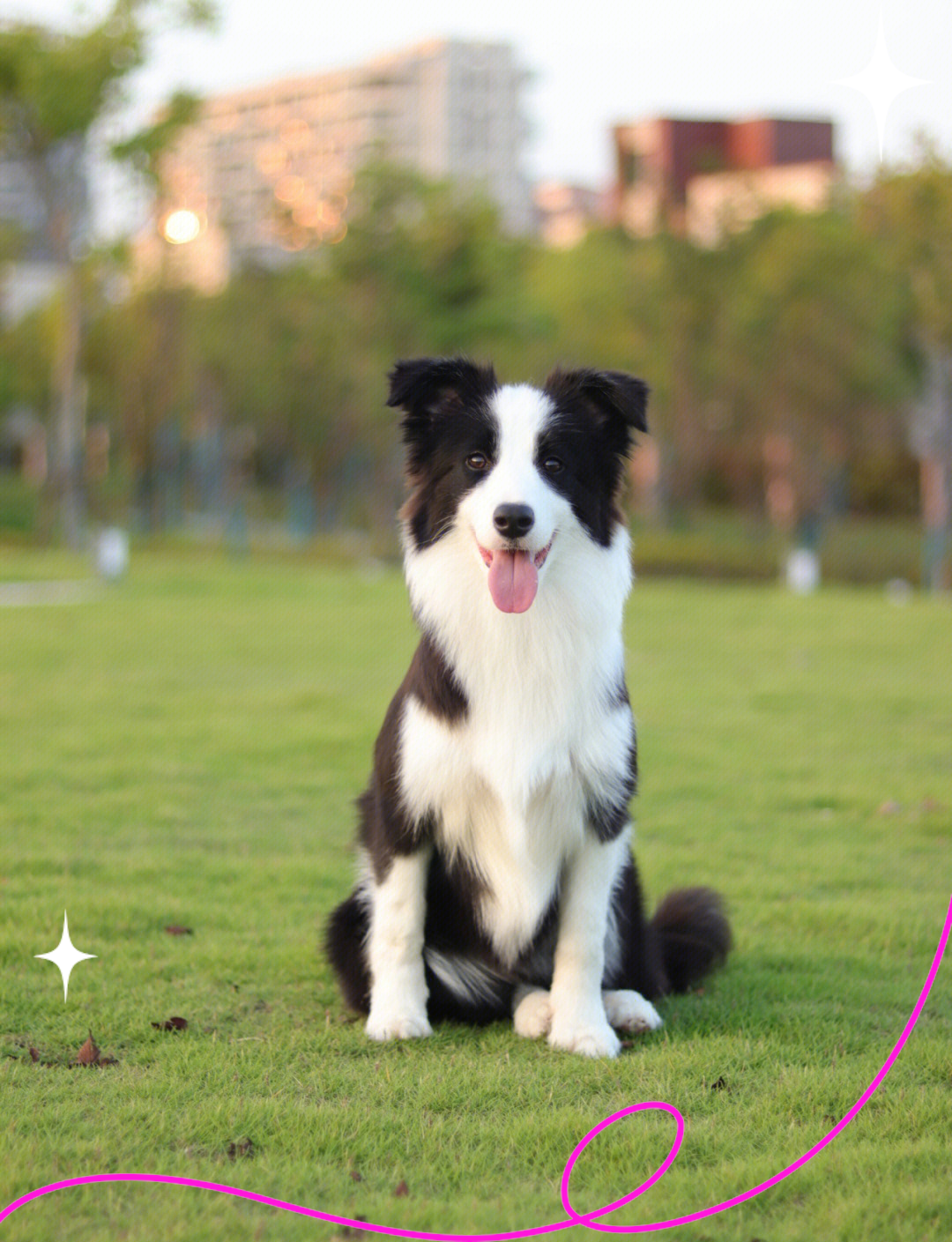 犬行为学